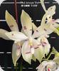 Phal. tetraspis Fire - mit 1 Bltenrispe